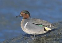 Green-winged Teal (Anas crecca) photo