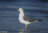 Black-tailed Gull (Larus crassirostris) photo