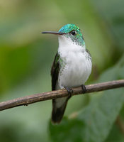 Andean Emerald (Amazilia franciae) photo