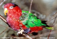 Josephine's Lorikeet - Charmosyna josefinae