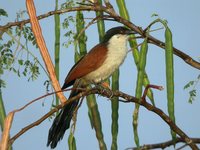 Senegal Coucal - Centropus senegalensis