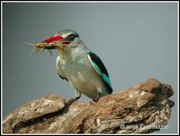 Woodland Kingfisher - Halcyon senegalensis