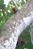 Red-necked Woodpecker - Campephilus rubricollis