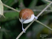 Great Antshrike - Taraba major