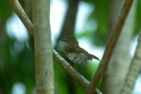 Brownish Elaenia - Elaenia pelzelni