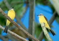 White-throated Kingbird - Tyrannus albogularis