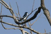 Pied-winged Swallow - Hirundo leucosoma
