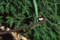 Wire-tailed Swallow - Hirundo smithii