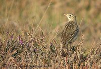 Blyth's Pipit - Anthus godlewskii