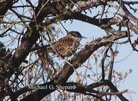 Boucard's Wren - Campylorhynchus jocosus