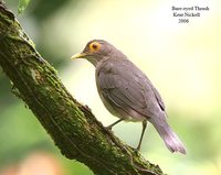 Bare-eyed Thrush - Turdus nudigenis