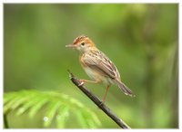 Golden-headed Cisticola - Cisticola exilis