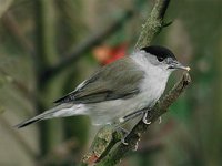 Blackcap - Sylvia atricapilla