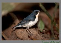 Siberian Blue Robin - Luscinia cyane