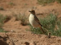 Red-rumped Wheatear - Oenanthe moesta