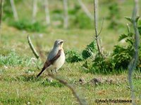 Northern Wheatear - Oenanthe oenanthe