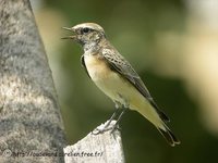 Pied Wheatear - Oenanthe pleschanka