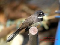 Pied Fantail - Rhipidura javanica