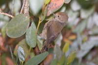 Brown Thornbill - Acanthiza pusilla