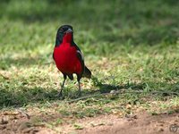 Crimson-breasted Gonolek - Laniarius atrococcineus