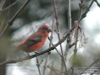 Red Crossbill - Loxia curvirostra