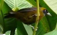 Dusky-faced Tanager - Mitrospingus cassinii