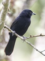 White-lined Tanager - Tachyphonus rufus