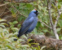 Diademed Tanager - Stephanophorus diadematus