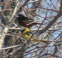 Orchard Oriole - Icterus spurius