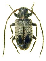 미기록 콩알하늘소 - Exocentrus fasciolatus