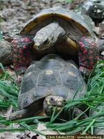 Jabuti, Red-footed tortoise (Geochelone carbonaria)