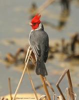 *NEW* Red-crested Cardinal