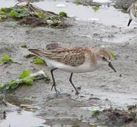 Semipalmated Sandpiper