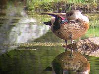 Crested Duck