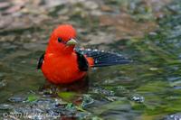 Scarlet Tanager (male)