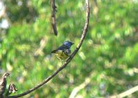 Turquoise Tanager