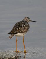 Lesser Yellowlegs