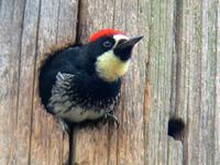 Acorn Woodpecker. Photo by Greg Gillson