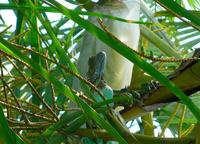 Green Iguana  