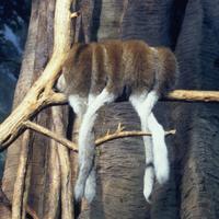 white-eared titi