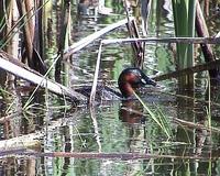 Potapka mala (Tachybaptus ruficollis)