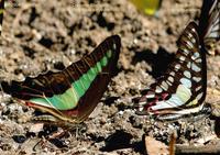 Common Bluebottle and Blue Jay