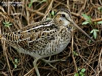 꺅도요사촌(Gallinago megala) (Swinhoe`s Snipe)