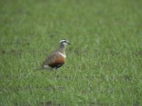 Dotterel (Charadius morinellus)