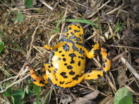 : Bombina variegata; Yellow-bellied Toad