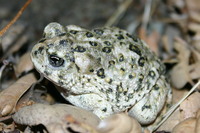 : Bufo californicus; Arroyo Toad