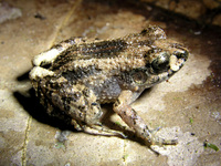 : Craugastor bransfordii