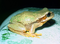 : Hyla savignyi; Yellow-Lemon Tree Frog