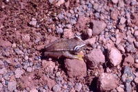 : Hypsiboas sibleszi