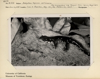 : Ambystoma tigrinum californiense;